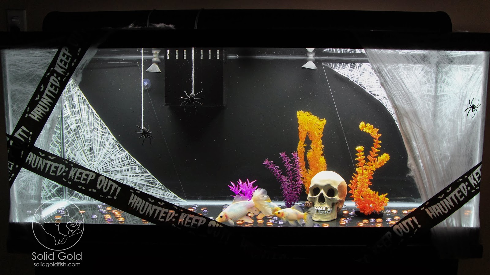 Spooky Halloween Goldfish Tank Solid Gold Aquatics