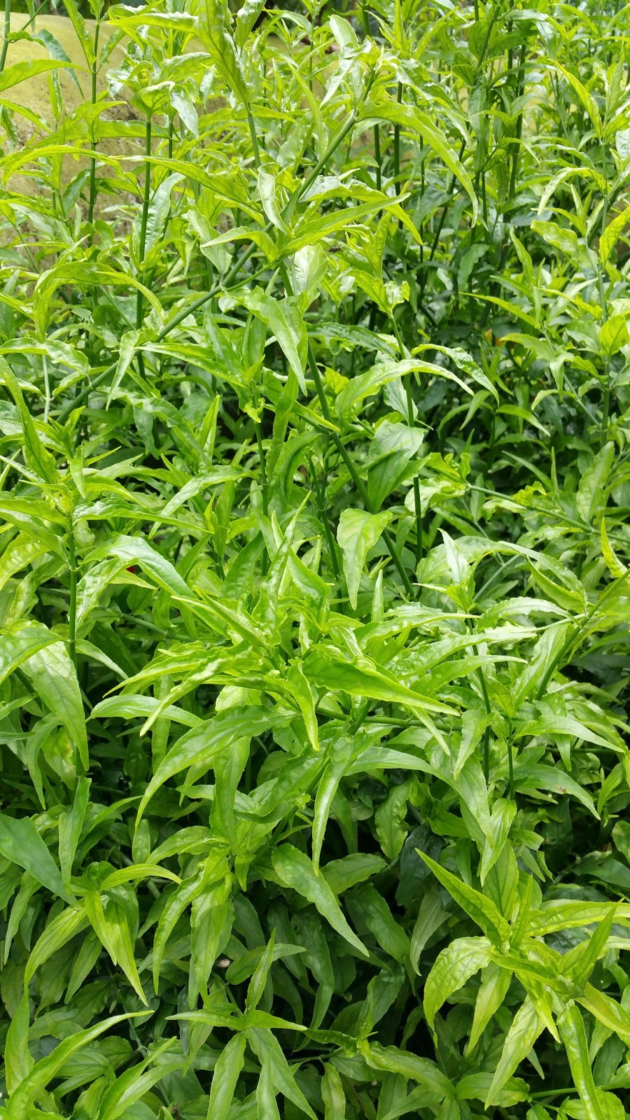 Xing Fu SABAH SNAKE GRASS