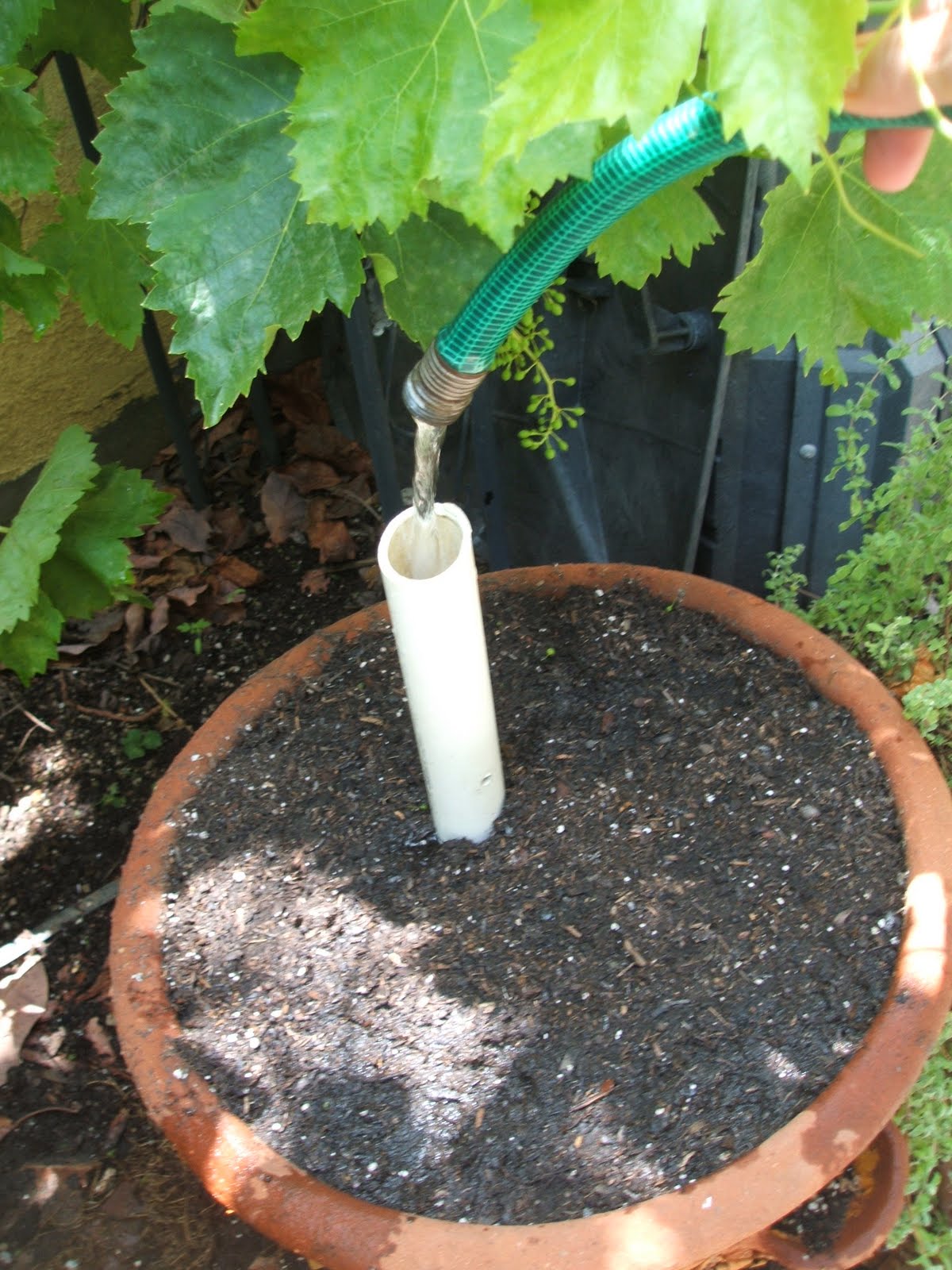 Frugal Garden Girl PVC Pipe Does Deep Irrigating
