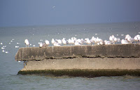 Herring and Ring-billed Gulls
