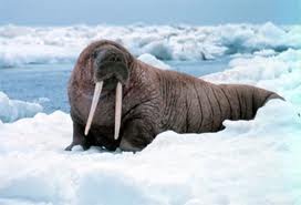 The Walrus -- The king of the arctic