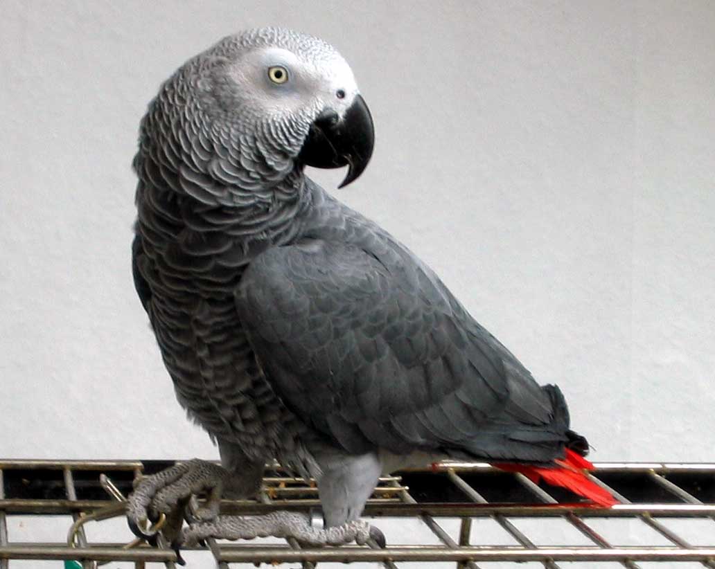 PARROT'S PRICE IN INDIA