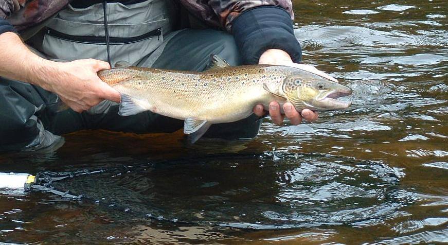 Du dème la quantité pêche russe 3.6