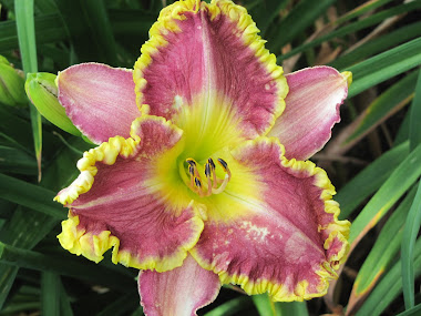 Mauve and Yellow Ruffled Daylily