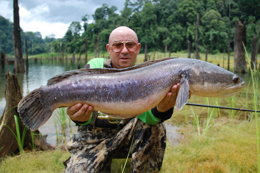 International Fishing News MALAYSIA two more snakehead IGFA world records