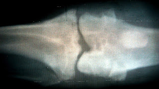 radiologia rodilla rodillaperro