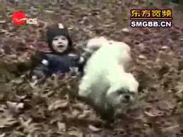 Funny Dog Pictures