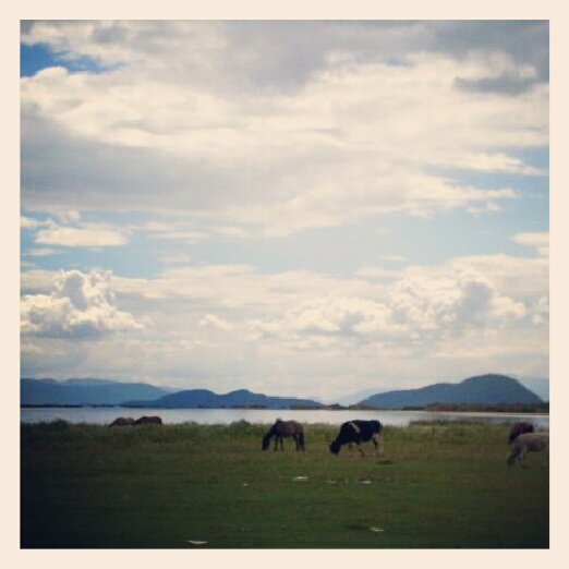 Vacas al costado de la laguna en Irámuco