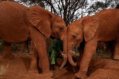 Kenya's Baby Elephant Orphanage Seen On www.coolpicturegallery.us