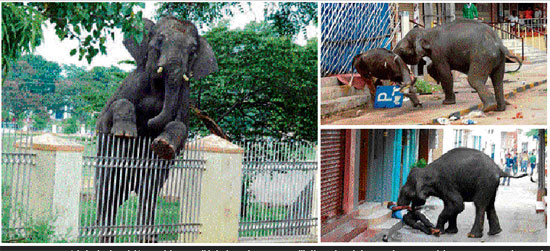 Essay Shooting An Elephant