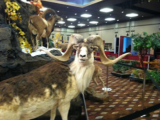 2013+Wild+Sheep+Foundation+Sheep+Show+and+Convention+Pics+and+updates+from+Reno,+NV+with+Colburn+and+Scott+Outfitters+2.JPG