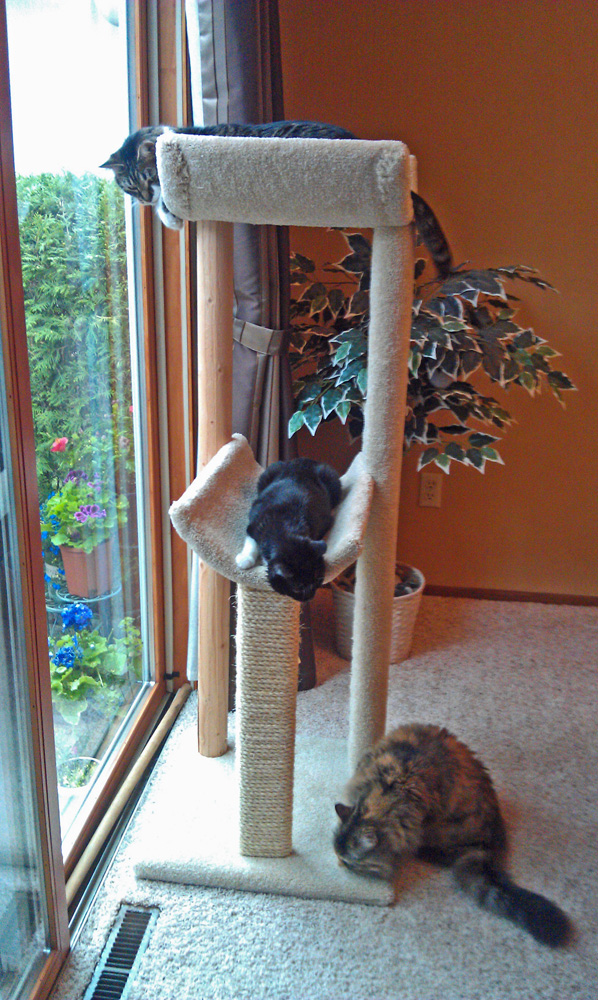 Diana Laurence Jackson Galaxy said to get a cat tree