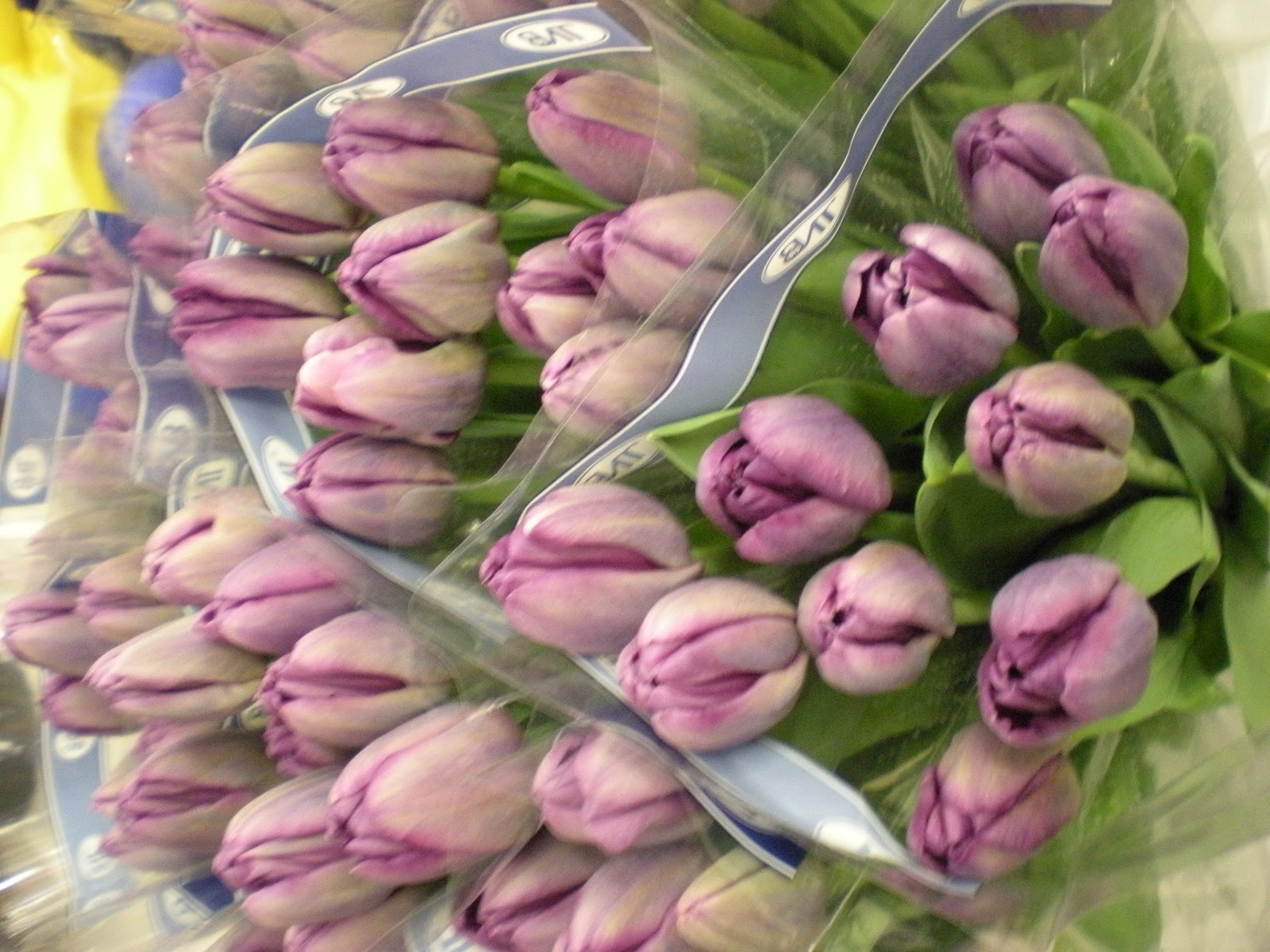 St Anne's Florist and Gift Baskets Perth New Season Perth Tulips Are