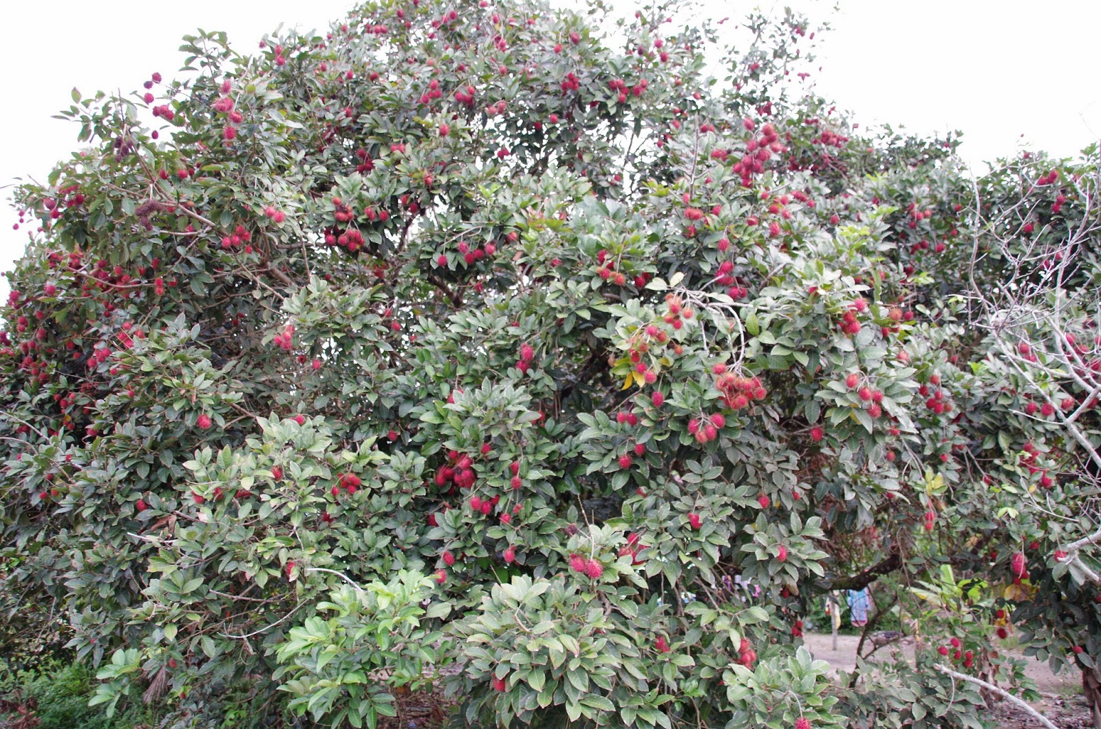 Trees and Plants Rambutan