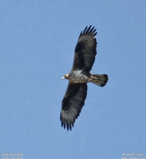 L'aigle de Bonelli, espèce méditerranéenne menacée, comme celui qui a été pris pour un "aigle espion israélien" et abattu ce weekend au Liban.