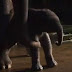O nascimento de uma elefantinha documentado em um vídeo incrível