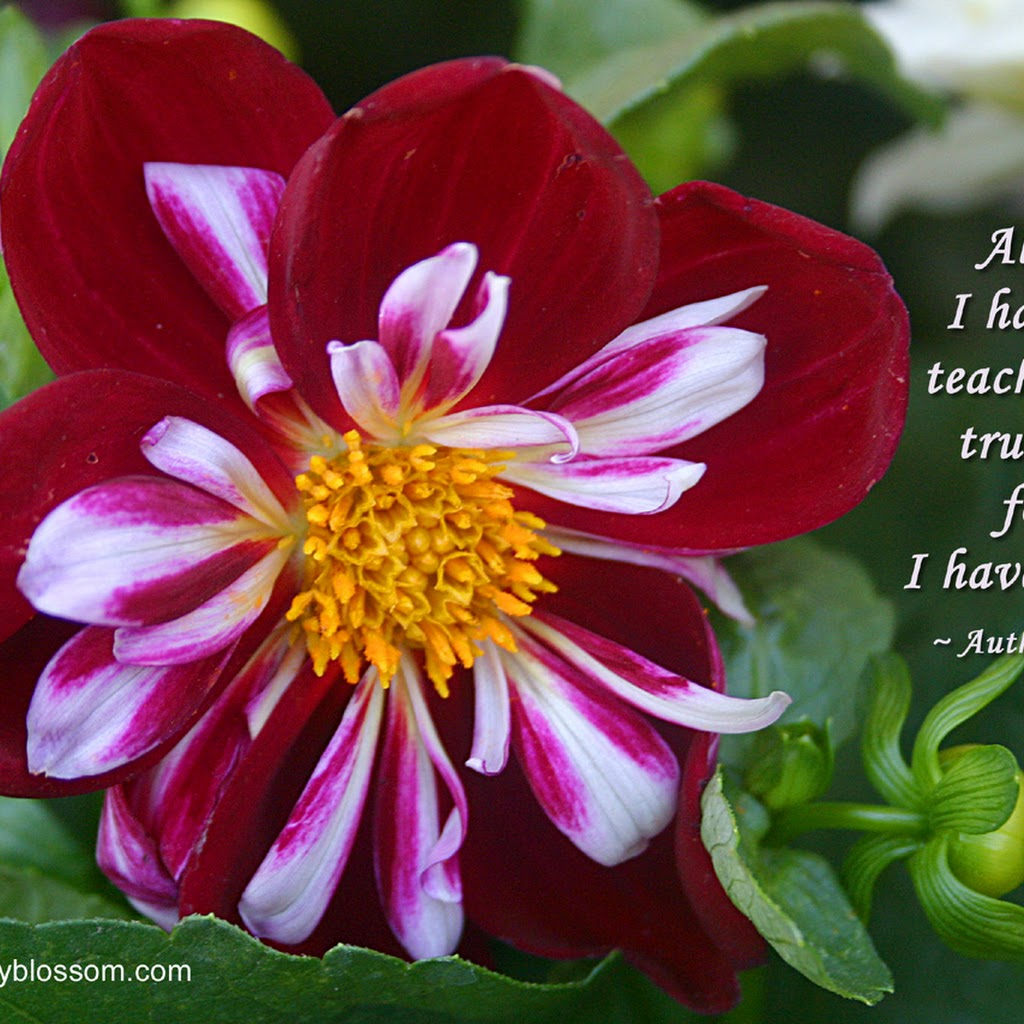 Most Beautiful Images Of Flowers With Quotes Most Beautiful Images Of Flowers With Quotes