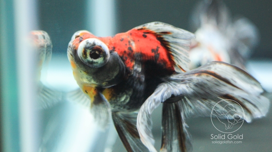 Kirin Telescope Kirin Goldfish