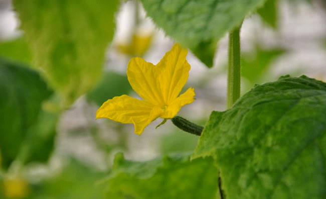 Cucumber Flowers Cucumber Flowers