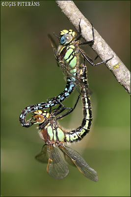 Agrā dižspāre (Brachytron pratense)