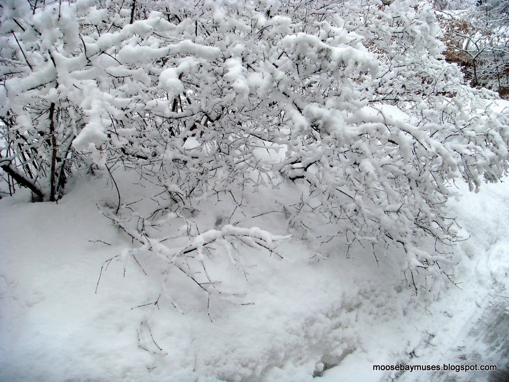 lilacs in March