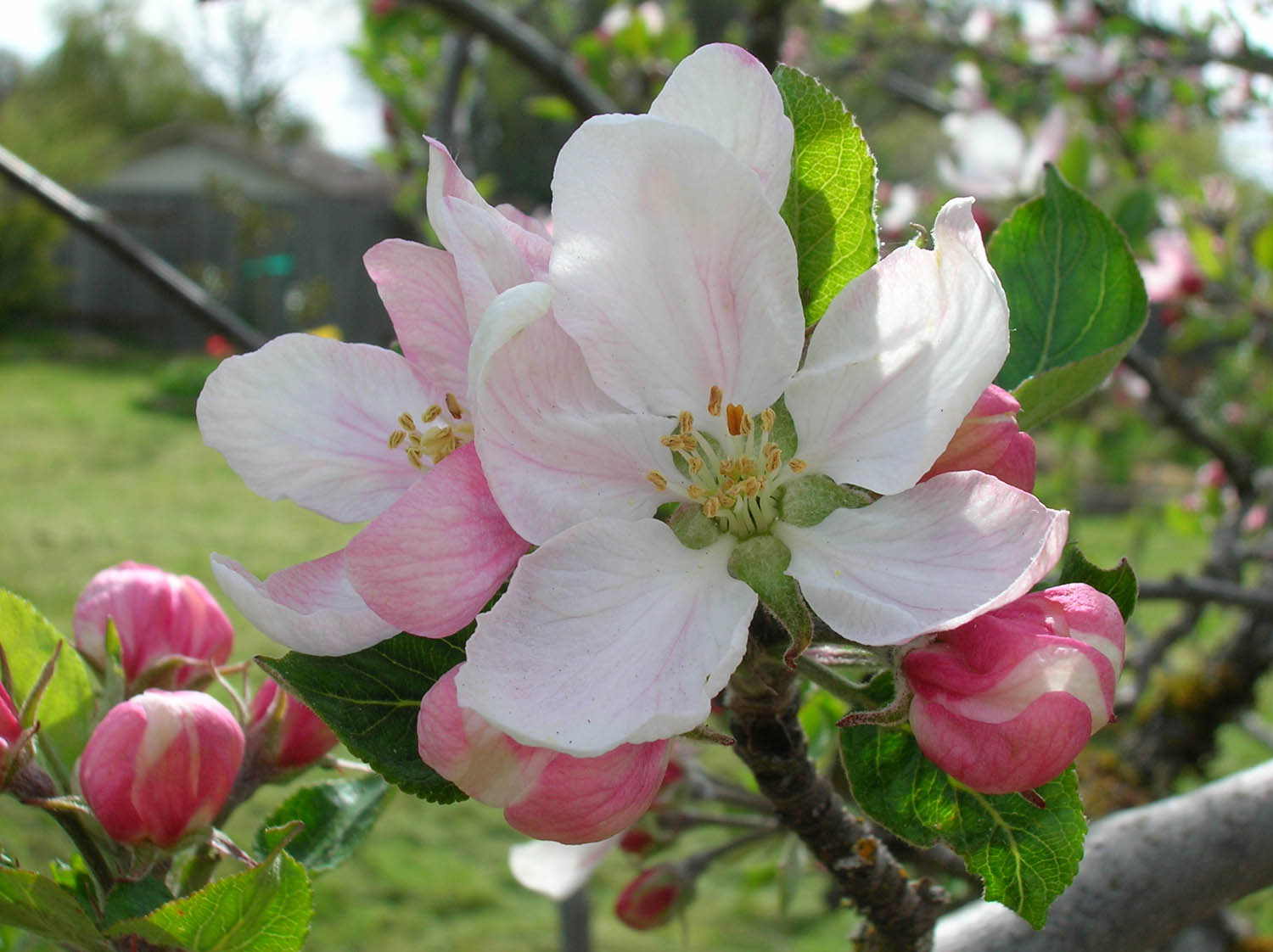 Flowers & Apple Blossom Lovely