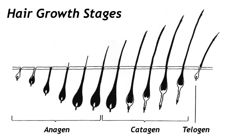 Almocado Naturals General Hair Growth Tips