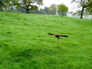 Flying hawk
