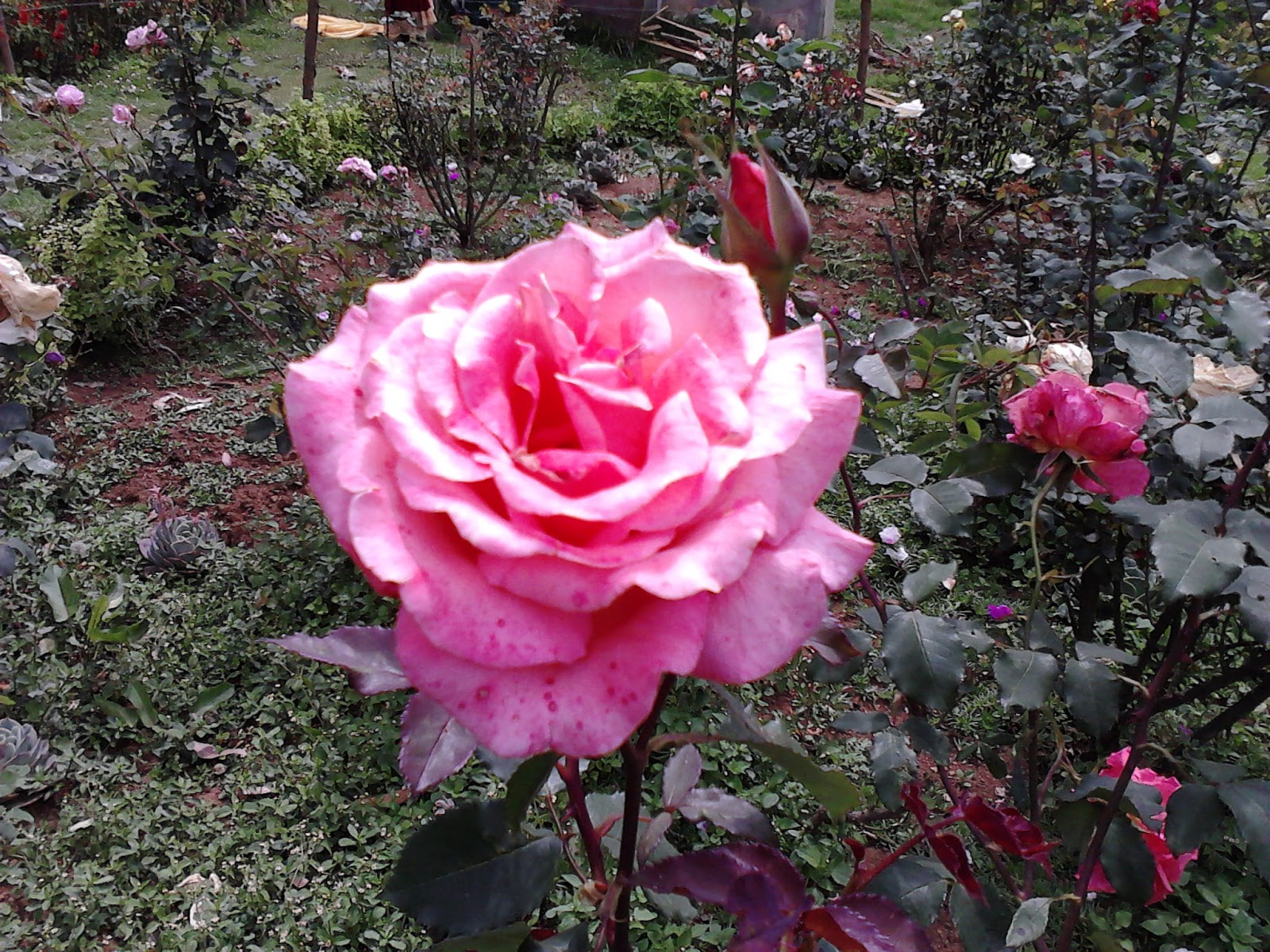 Garden Care Simplified Best Sized Roses Rose garden in Ooty Fragrant