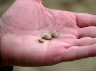 Comparació del tamany d'un parell de fòssils de gasteròpode amb el palmell de la mà Comparació del tamany d'un parell de fòssils de gasteròpode amb el palmell de la mà