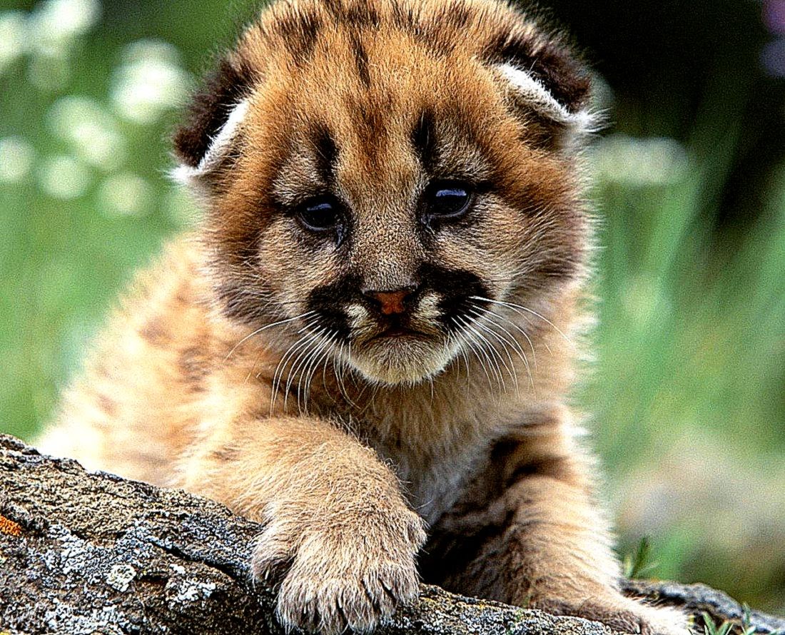 Cute Baby Mountain Lion Picture 6925 5723 Wallpaper SpotIMG Cute Baby Mountain Lion Picture 6925 5723 Wallpaper SpotIMG