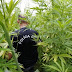 Polícia apreende 60 mil pés de maconha em Riacho dos Cavalos