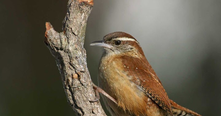 carolina wren the life of animals carolina wren the life of animals