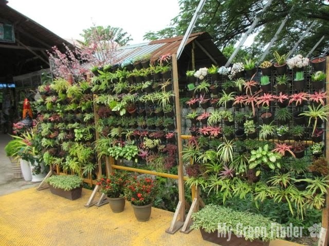 My Green Finder Plant Vendors Bukit Tinggi Nursery I Was Greeted By The Owner Mr Lim Seng Kit Shortly After Entered Nursery Our Conversation Got A Little Interesting When He Pointed Out To Me Several
