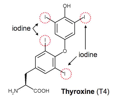iodide molecule