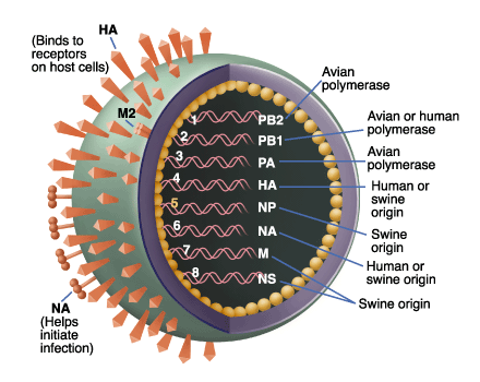 [Image: Triple-reassortant_swine_influenza+gate2biotech.com.jpg]