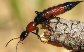 tomcat dukung piala euro 2012