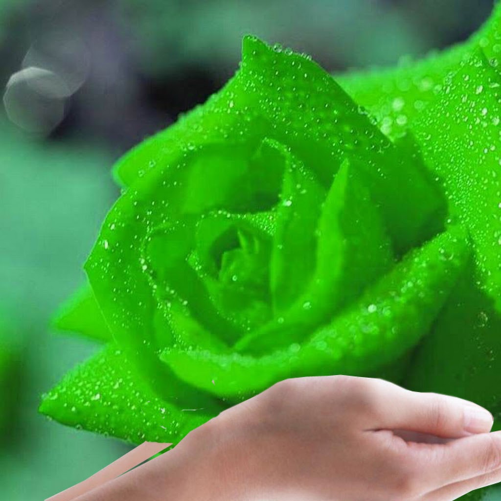 Different Images Of Rose Flowers Different Images Of Rose Flowers