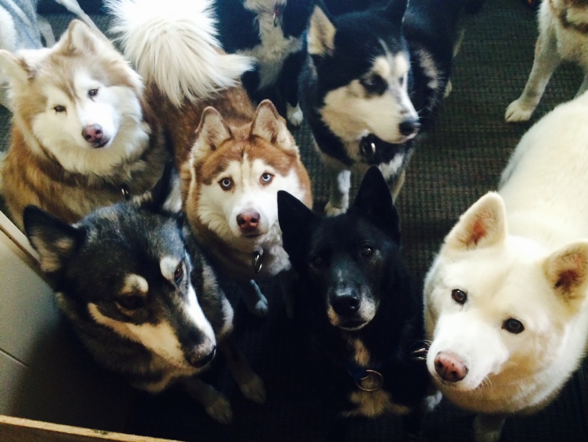 Milwaukee Area Parks What S New With The Door County Sled Dogs