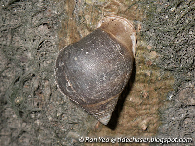Plicated Pythia (Pythia plicata) Plicated Pythia (Pythia plicata)