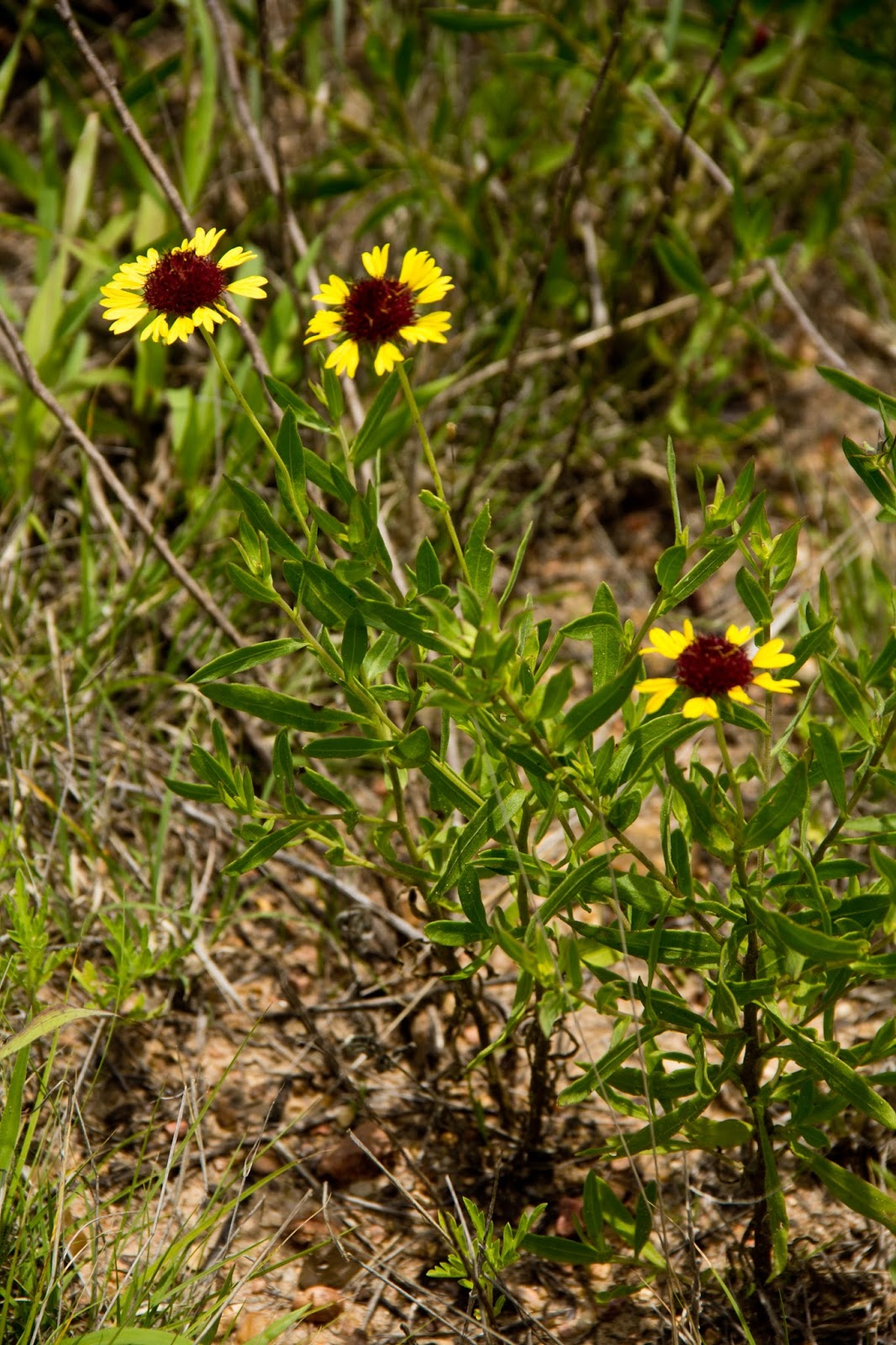Yellow Flowered Bush Stock Photos Yellow Flowered Bush Stock