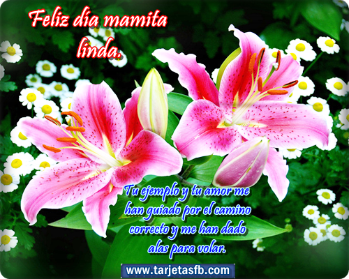 imágenes de flores rosas para enviar por facebook para mi - Imagenes De Flores Para Enviar Por Facebook