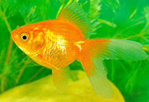 Jenis Ikan Hias Air Tawar Akuarium Ikan Hias