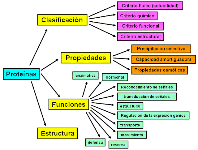 BIOMOLECULAS FUNCIONES biomoleculas funciones: