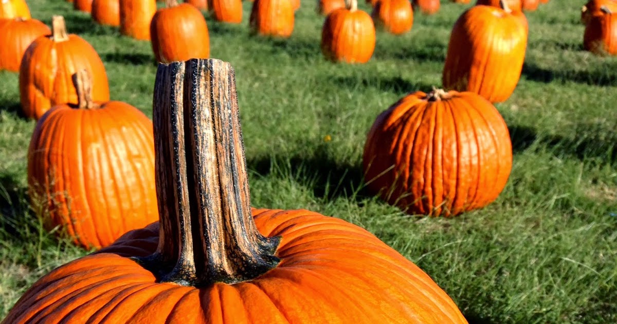 PB+J Babes Pumpkin Patch Kids 2013