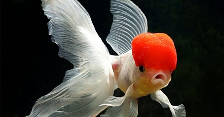 I Love Pet: PENGETAHUAN DASAR PEMELIHARAAN IKAN KOKI