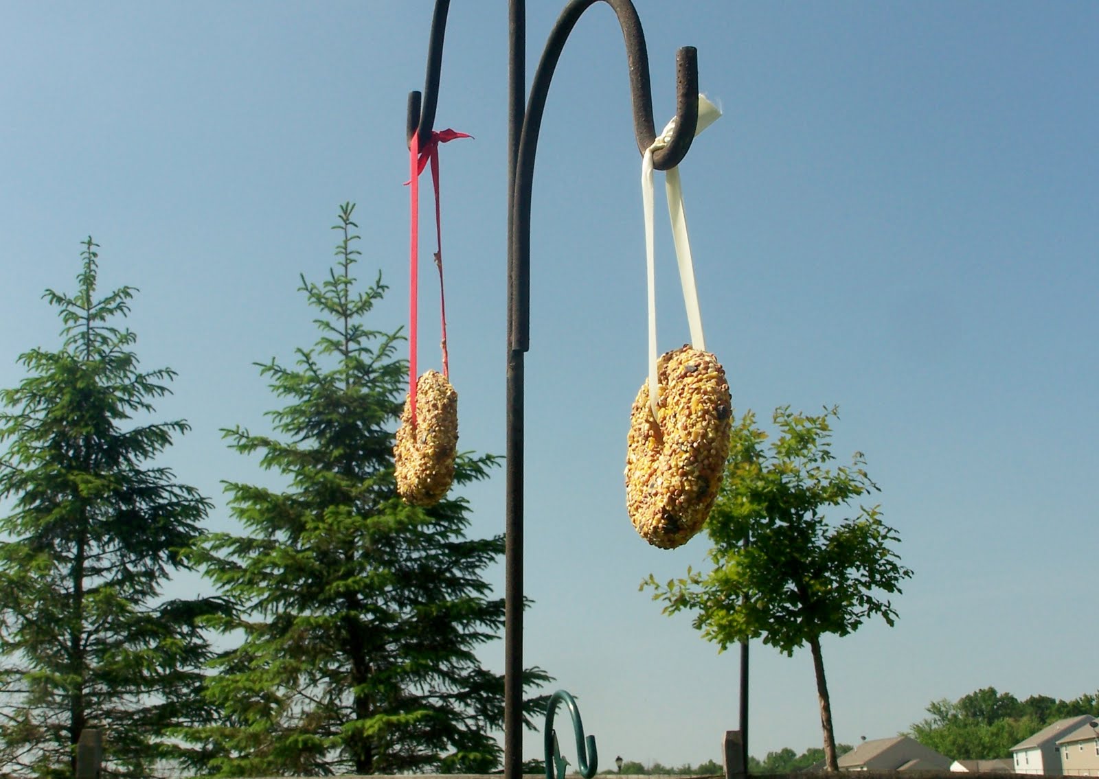 Bagel Bird Feeder