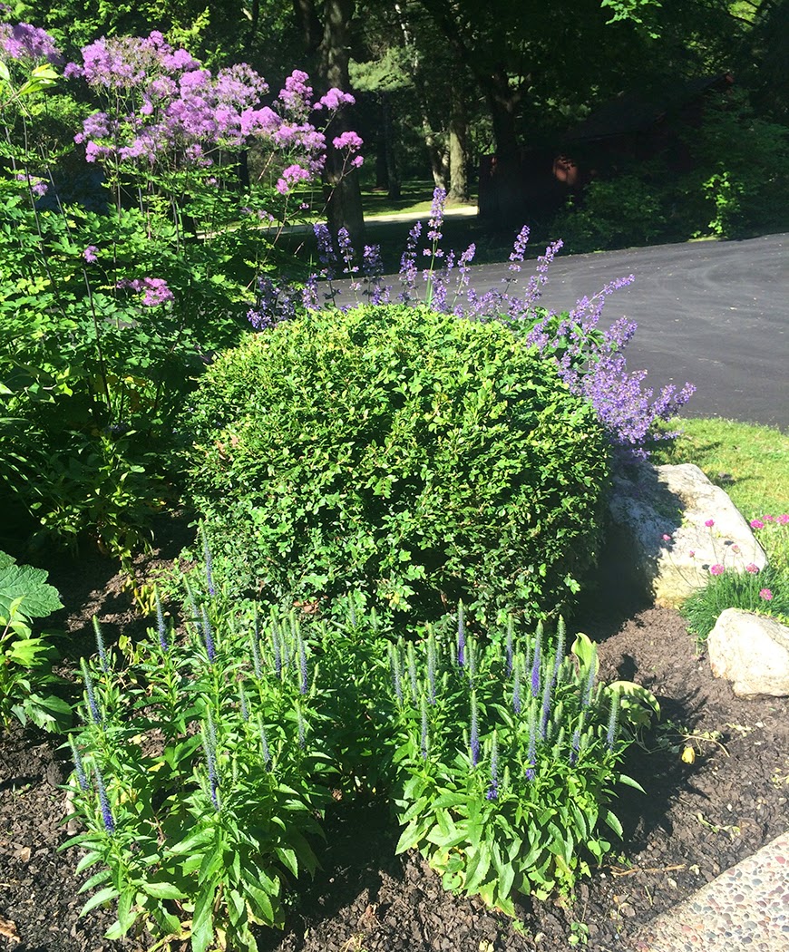 Pruning boxwood: The Impatient Gardener