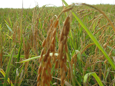 Rice Plants