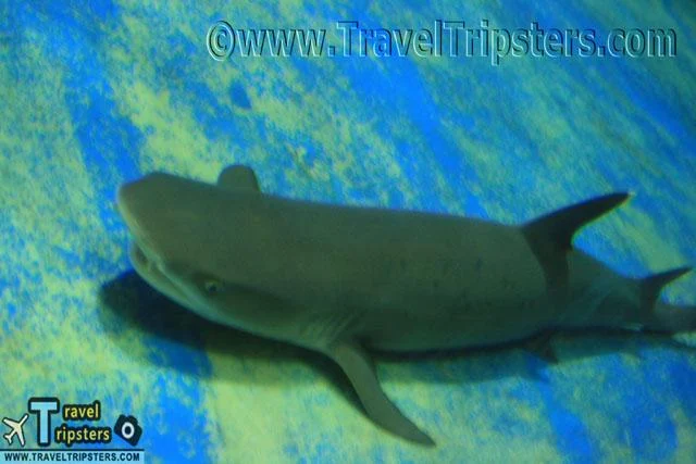 oceanarium oceanarium